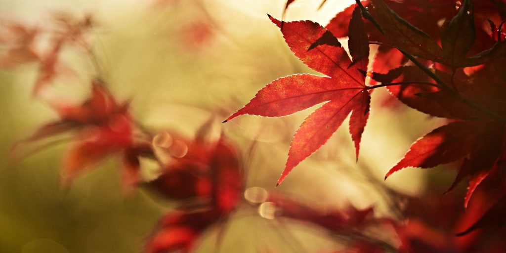 365 mantras puissants